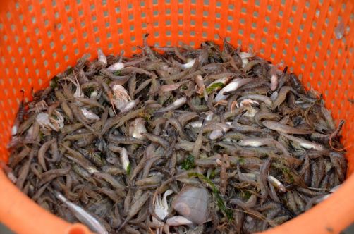 pecheurs-de-crevettes-a-cheval-coxyde (49)