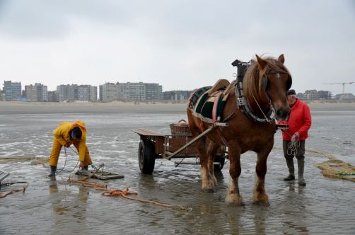 pecheurs-de-crevettes-a-cheval-coxyde (5)
