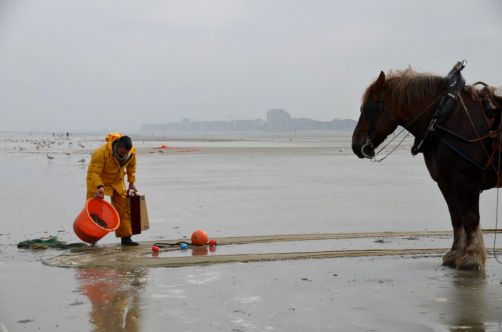 pecheurs-de-crevettes-a-cheval-coxyde (50)