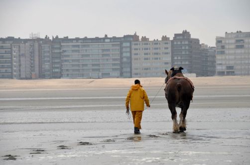 pecheurs-de-crevettes-a-cheval-coxyde (53)