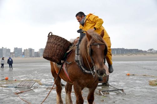 pecheurs-de-crevettes-a-cheval-coxyde (9)