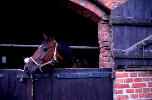 palais-mazurie (130)