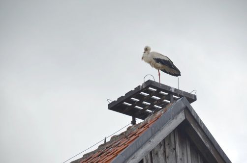 palais-mazurie (482)