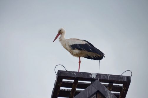 palais-mazurie (486)