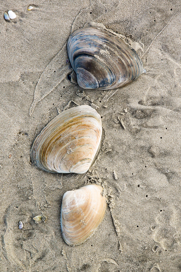 Snaps from Stone Harbor