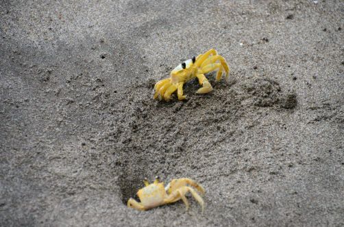 plages-de-martique-1