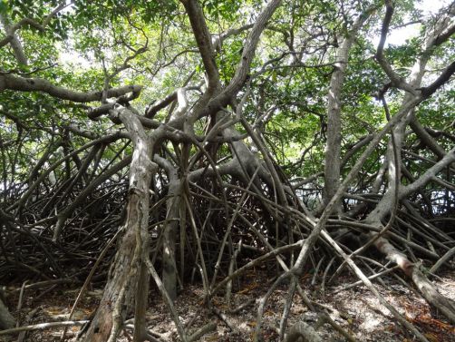 sud-atlantique-martinique (22)