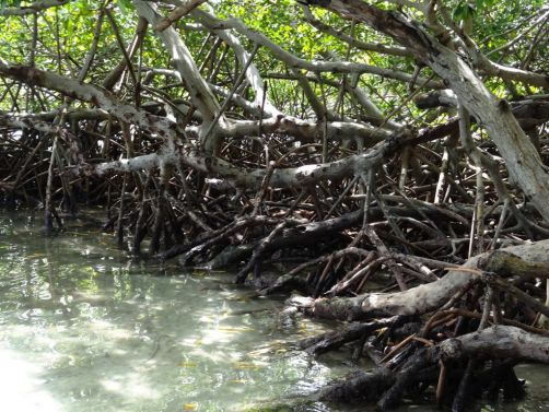 sud-atlantique-martinique (30)