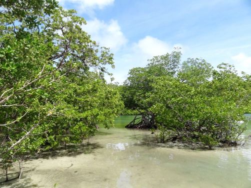 sud-atlantique-martinique (35)