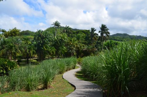 sud-atlantique-martinique (57)