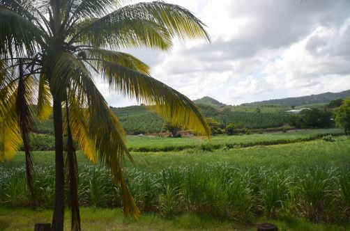 sud-atlantique-martinique (79)