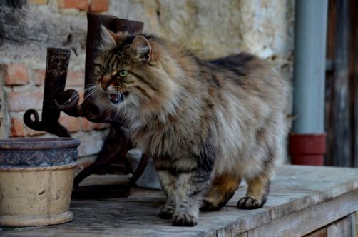 glorieuses-de-bresse (104)