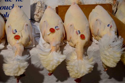 glorieuses-de-bresse (13)