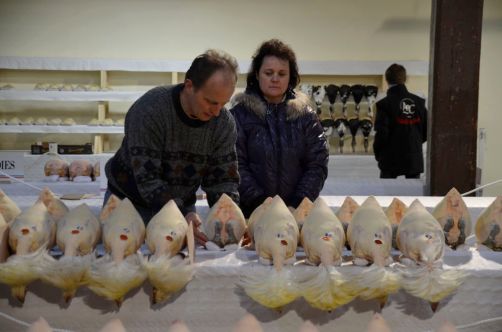 glorieuses-de-bresse (17)