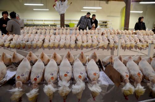 glorieuses-de-bresse (19)