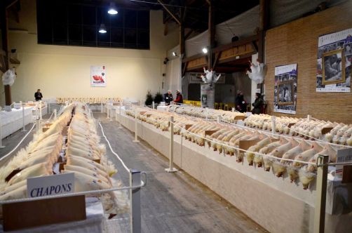 glorieuses-de-bresse (28)