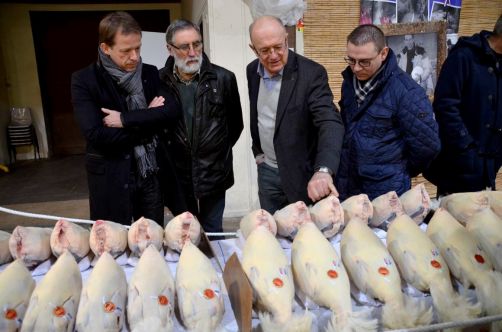 glorieuses-de-bresse (29)