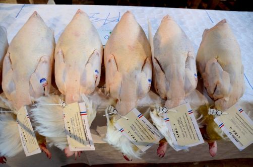 glorieuses-de-bresse (36)