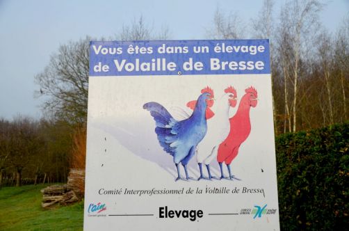 glorieuses-de-bresse (37)