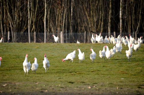 glorieuses-de-bresse (42)