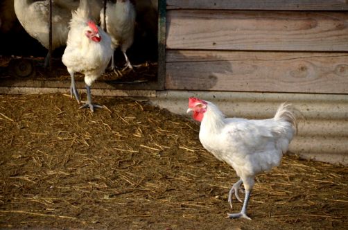 glorieuses-de-bresse (44)