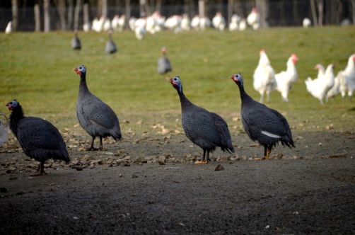 glorieuses-de-bresse (45)