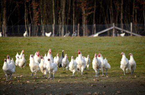 glorieuses-de-bresse (46)