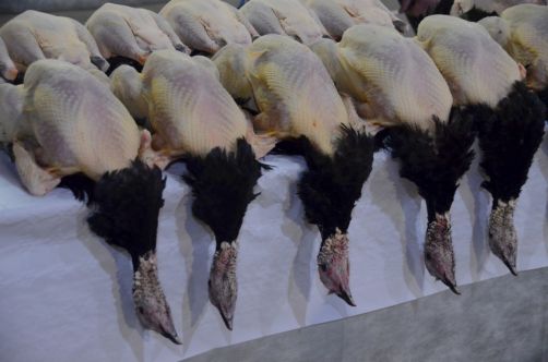 glorieuses-de-bresse (6)