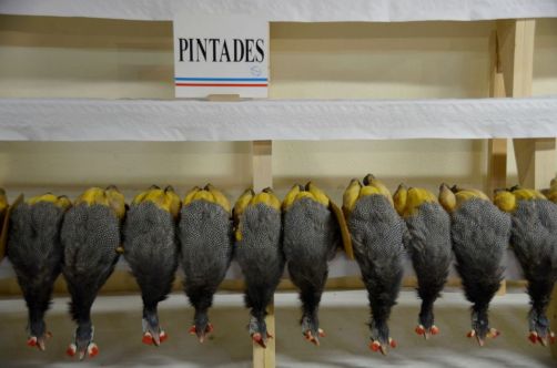 glorieuses-de-bresse (7)