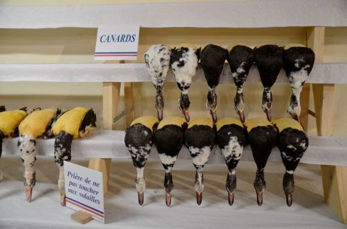 glorieuses-de-bresse (9)