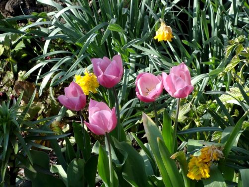 yvoire-lac-léman (178)