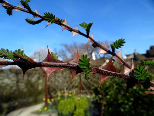 yvoire-lac-léman (194)