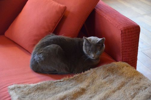 chateau-de-courban-bourgogne (74)