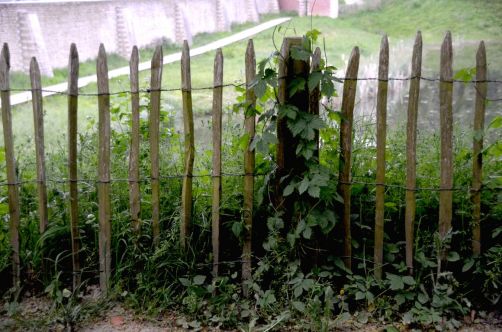 gin-botanist-cocktails (12)