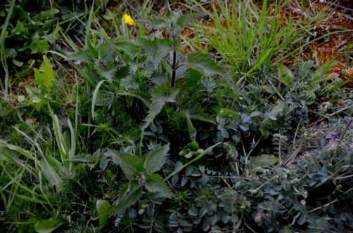 gin-botanist-cocktails (9)