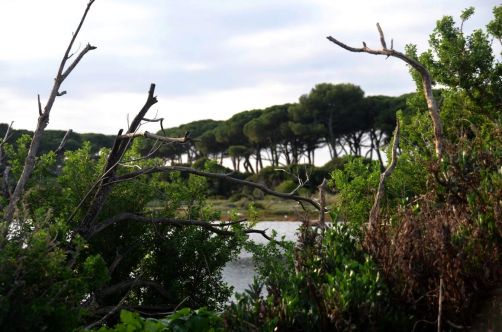 ile-de-sainte-margherite (35)