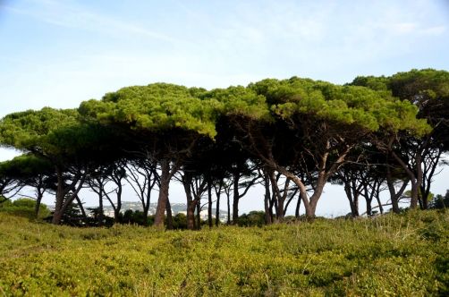 ile-de-sainte-margherite (50)