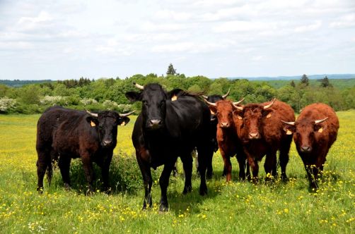 moulin-de-vencimont (4)