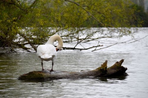 festival-normandie-impressionniste (104)
