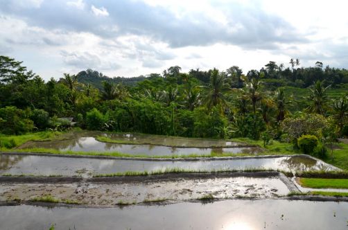 indonesie-bali-2016 (279)