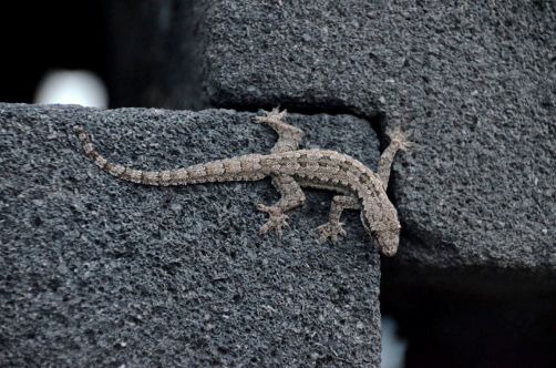 yogyakarta-temple-borobudur (169)