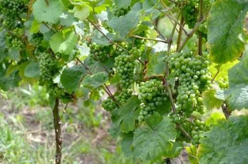 allemagne-hotel-foret-palatinat (119)