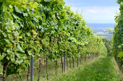 allemagne-hotel-foret-palatinat (120)