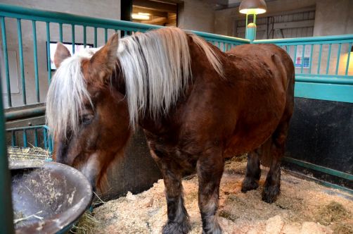 carlsberg-copenhague-50