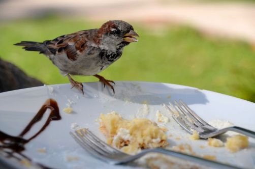 slovenie-bled-lac-chateau-38