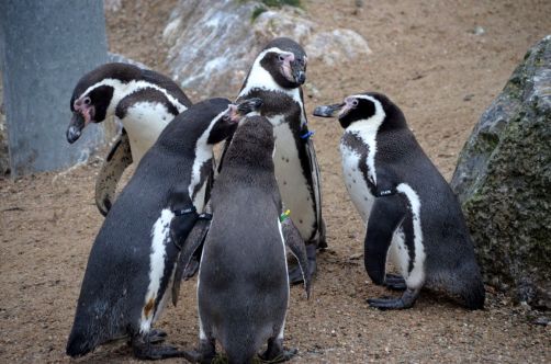 weekend-malines-belgique (137)