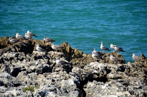 gargano-pouilles-240