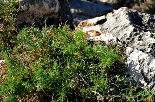 gargano-pouilles-256