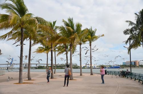 miami-249