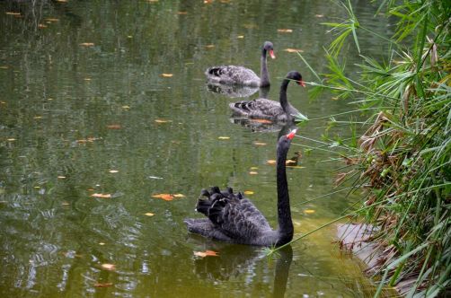 caldas-da-rainhas-portugal-188